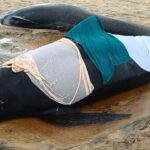 Cá voi hoa tiêu mắc cạn tại Scotland. Ảnh: Mairi Robertson Carrey/Reuters