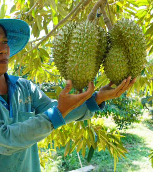 Vườn sầu riêng 1 tại Tân Thạnh, Long An. Ảnh: Hoàng Nam