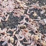 Xác cá dương vật trên bãi biển Multillar. Ảnh: Jam Press