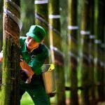 Công nhân đang lấy mủ cao su. Ảnh: GVR.