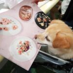 Nhà hàng đầu tiên dành riêng cho thú cưng, không phục vụ thức ăn cho chủ khai trương tại Thượng Hải vào 2021. Ảnh: IC