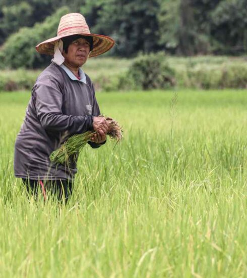 Một nông dân làm việc trên cánh đồng lúa ở tỉnh Khon Kaen, Thái Lan. Ảnh: Ken Kobayashi