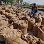 Công nhân đóng các bao tải gạo tại Ahmedabad (Ấn Độ). Ảnh: Reuters