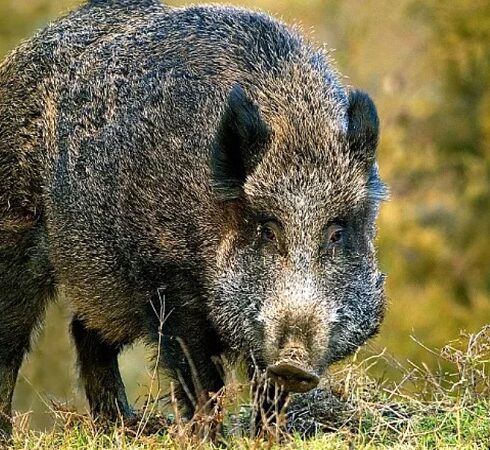 Giải quyết lợn rừng trở thành vấn đề nan giải ở Italy. Ảnh: Euronews