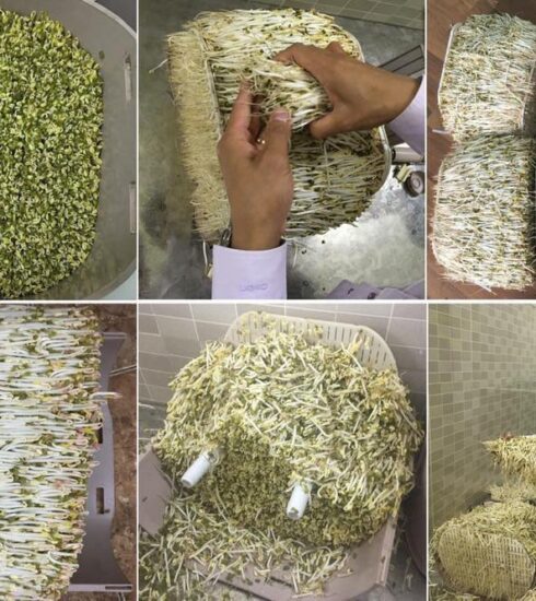 Tiến sĩ giá đỗ bày cách biến tài sản trí tuệ thành tiền