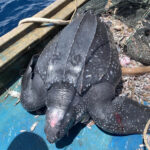 Con rùa biển mắc lưới ngư dân. Ảnh: Công Hậu