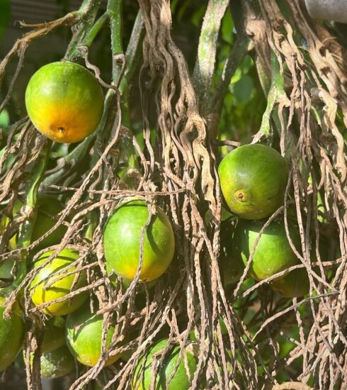 Cau - quả được thương lái tranh nhau mua ở Quảng Ngãi. Ảnh: Phạm Linh