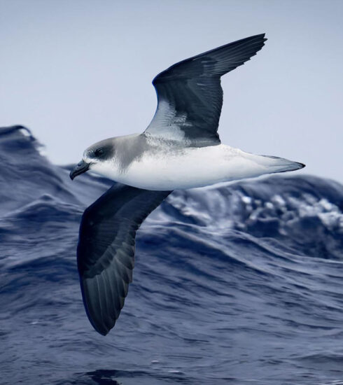 Loài chim biển chuyên cưỡi bão để kiếm ăn
