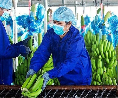 Xưởng sơ chế chuối của Hoàng Anh Gia Lai tại Lào. Ảnh: Thi Hà