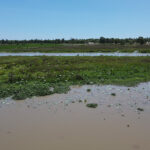 Một góc hồ sông Đầm, xã Tam Thăng chỉ còn ít cây sinh trưởng. Ảnh: Đắc Thành