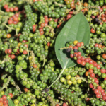 Hạt tiêu tại nhà vườn ở Tây Nguyên: Ảnh: Nhân vật cung cấp