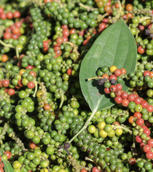 Hạt tiêu tại nhà vườn ở Tây Nguyên: Ảnh: Nhân vật cung cấp