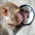 Một con khỉ đang nhìn vào gương tại khu đền ở Jaipur, Ấn Độ. Ảnh: Ayse Topbas