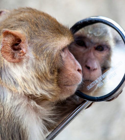 Một con khỉ đang nhìn vào gương tại khu đền ở Jaipur, Ấn Độ. Ảnh: Ayse Topbas