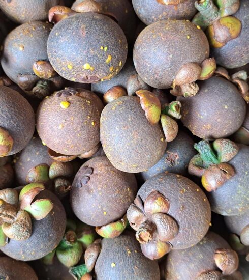 Măng cụt Lái Thiêu được bán trên các chợ online với giá sỉ 115.000 đồng 3 kg. Ảnh: Nhân vật cung cấp