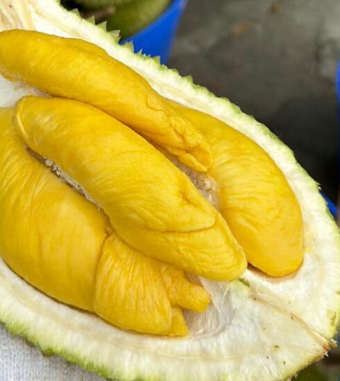 Musang King ở nhà vườn Cần Thơ. Ảnh: Hội mua bán sầu riêng