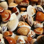 Nghêu biển được ngư dân lặn bắt ở biển Phan Thiết. Ảnh: Việt Quốc