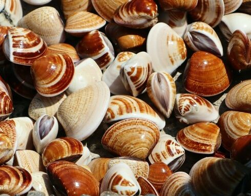 Nghêu biển được ngư dân lặn bắt ở biển Phan Thiết. Ảnh: Việt Quốc