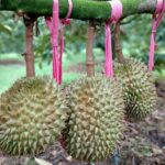 Sầu riêng Monthong tại vườn của Hoàng Anh Gia Lai. Ảnh: Thi Hà