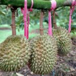 Sầu riêng tại vườn của Công ty cổ phần Hoàng Anh Gia Lai. Ảnh: Thi Hà