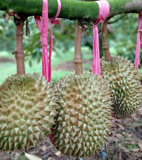 Sầu riêng tại vườn của Công ty cổ phần Hoàng Anh Gia Lai. Ảnh: Thi Hà