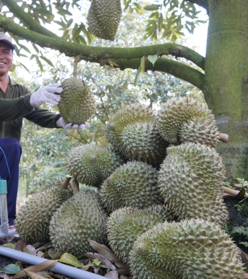 Thu hoạch sầu riêng nghịch vụ tại thị xã Cai Lậy, Tiền Giang. Ảnh: Hoàng Nam