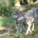 Sói xám châu Âu gây tranh cãi. Ảnh: Aspinall Foundation