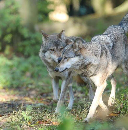 Sói xám châu Âu gây tranh cãi. Ảnh: Aspinall Foundation