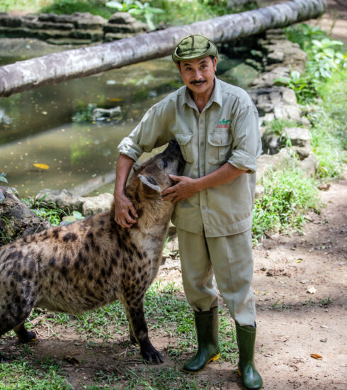 Một nhân viên của Thảo Cầm Viên đang chăm sóc con linh cẩu châu Phi, tháng 9/2019. Ảnh: Thành Nguyễn