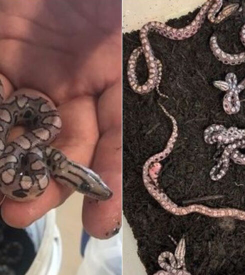 Đàn con non của trăn cầu vồng Brazil  13 tuổi. Ảnh: Cao đẳng Thành phố Portsmouth