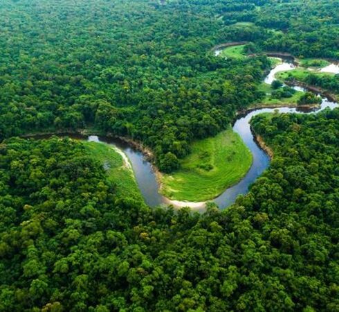 Rừng Amazon ở Nam Mỹ nhìn từ trên cao. Ảnh: Wikipedia