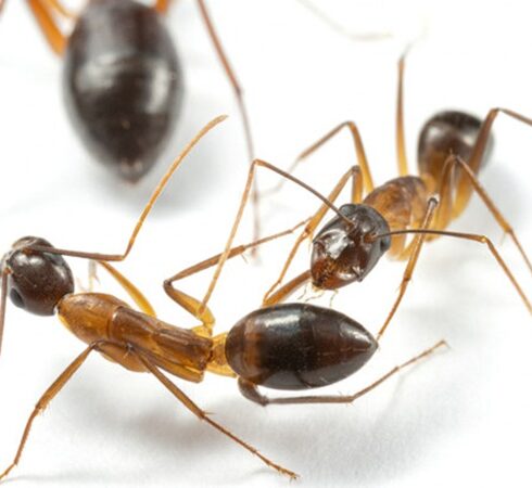 Kiến thợ mộc Florida cắt cụt chân cho đồng loại bị thương. Ảnh: Bart Zijlstra