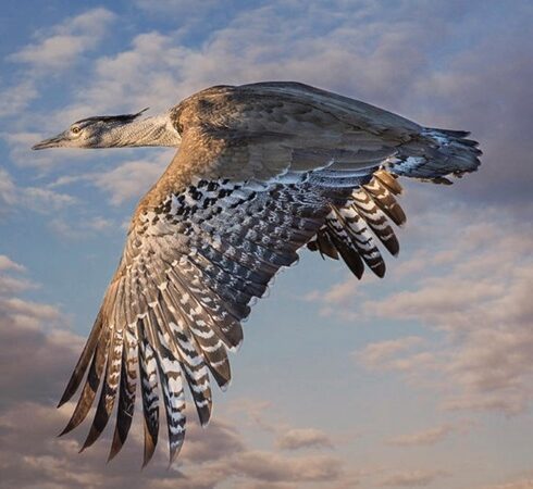 Chim ô tác kori bay giữa không trung. Ảnh: Pixel