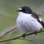 Chim đớp đớp ruồi đen mày trắng là một trong hai loài chim được nhóm nghiên cứu chọn để phân tích. Ảnh: Wikipedia