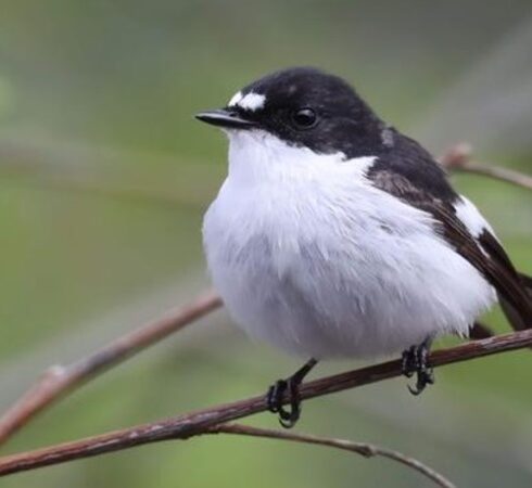 Chim đớp đớp ruồi đen mày trắng là một trong hai loài chim được nhóm nghiên cứu chọn để phân tích. Ảnh: Wikipedia