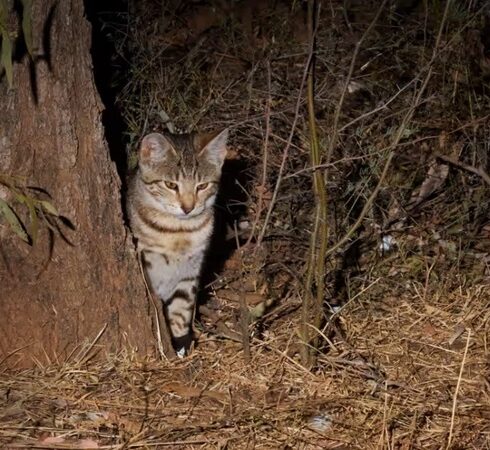 Mèo hoang là vật gây hại ở New Zealand. Ảnh: Minden Pictures