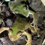 Ếch cái ngoạm chân ếch đực nhằm ăn thịt. Ảnh: John Gould