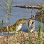 Cá sấu phải tìm cách xé nhỏ xác trăn. Ảnh: Latest Sightings