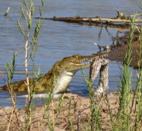 Cá sấu phải tìm cách xé nhỏ xác trăn. Ảnh: Latest Sightings