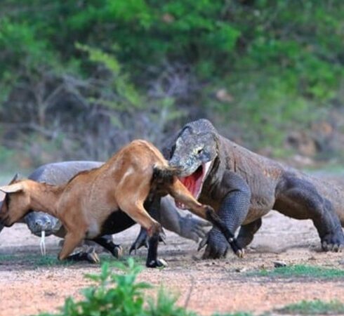 Rồng komodo săn gần như mọi con mồi. Ảnh: RTE