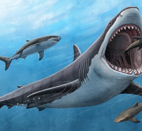 Mô phỏng cá mập megalodon tiền sử. Ảnh: UCLA