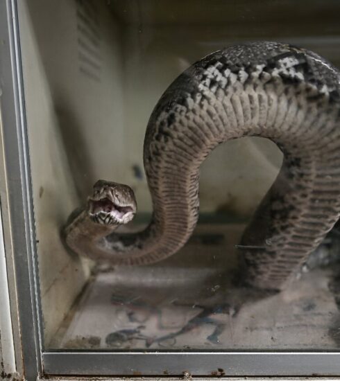 Trăn nuôi trong trang trại hiện nay chủ yếu phục vụ cung cấp da. Ảnh: AFP