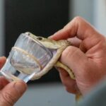 Nhân viên của vườn thú vắt nọc của Cyclone. Ảnh: Công viên bò sát Australia