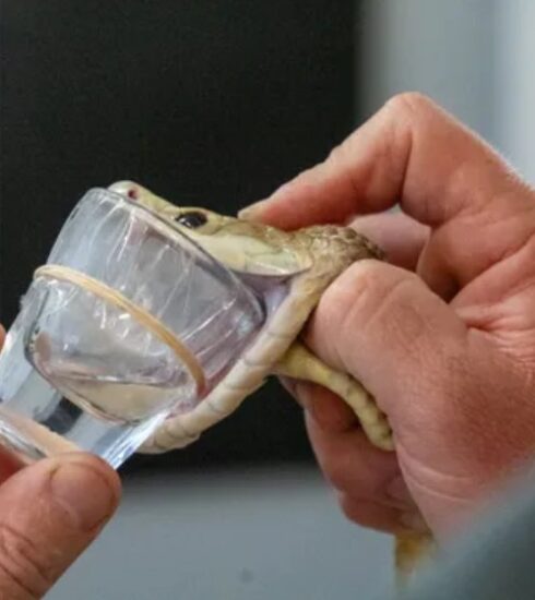 Nhân viên của vườn thú vắt nọc của Cyclone. Ảnh: Công viên bò sát Australia