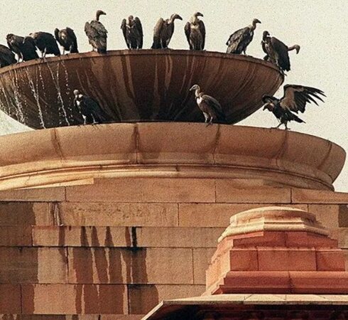 Kền kền đậu trên đài phun nước ở New Delhi. Ảnh: AFP