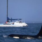 Các nhà nghiên cứu chưa rõ quần thể cá voi sát thủ nào ở châu Âu đứng sau tai nạn gần đây ở Brittany. Ảnh: Stuart Westmorland