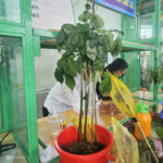 Cây sâm Ngọc Linh nặng 700 gram của anh Toán mang đến chợ rao giá 200 triệu đồng không có người mua, trong khi đó năm trước có giá hơn 400 triệu đồng. Ảnh: Đắc Thành