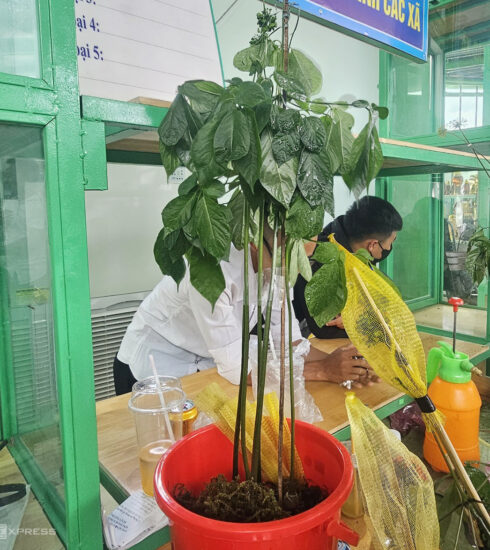 Cây sâm Ngọc Linh nặng 700 gram của anh Toán mang đến chợ rao giá 200 triệu đồng không có người mua, trong khi đó năm trước có giá hơn 400 triệu đồng. Ảnh: Đắc Thành