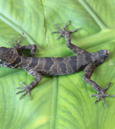 Phát hiện một loài thằn lằn ngón mới gần hang động Sơn Đoòng