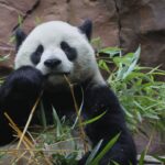 Gấu trúc Yun Chuan tại vườn thú San Diego, California, Mỹ, ngày 8/8. Ảnh: AFP